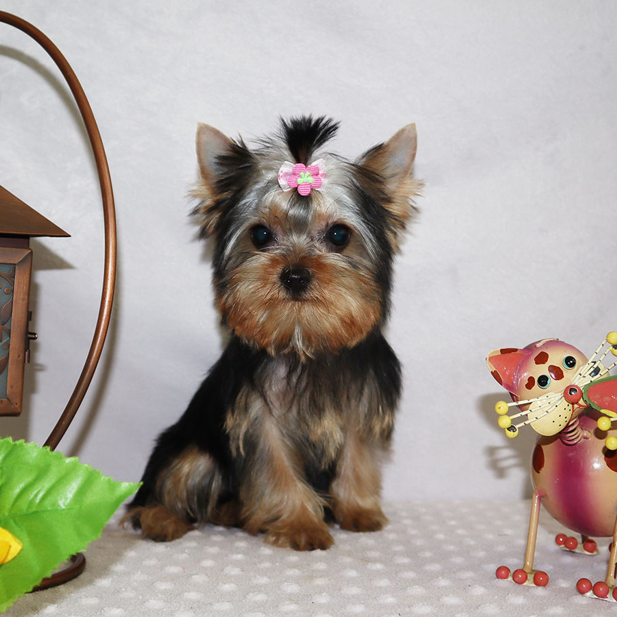 World Kennel USA Adopt your Puppies